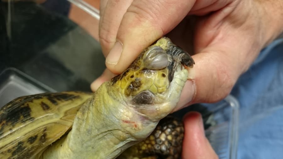 2025-10-21-Depozita urátů u neadekvátně zimované Testudo horsfieldii(b).JPG